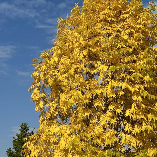 forest bathing fall St Albert Edmonton Alberta