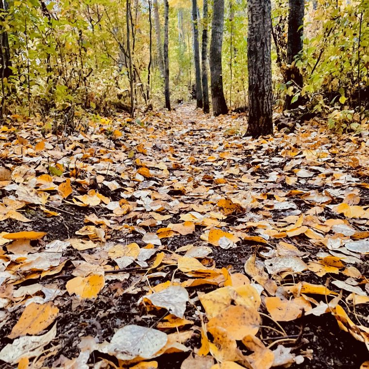 fall leaves on path forest bathing edmonton