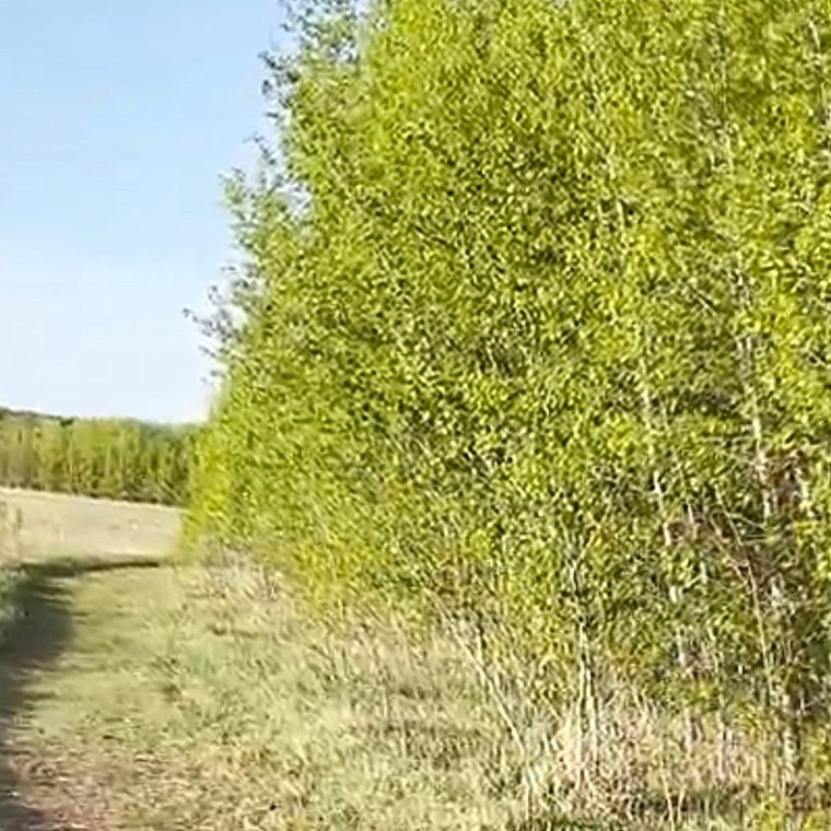 forest bathing spring St Albert Edmonton