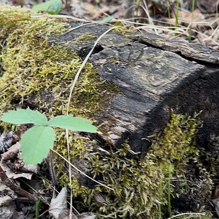 nurse log forest bathing Edmonton