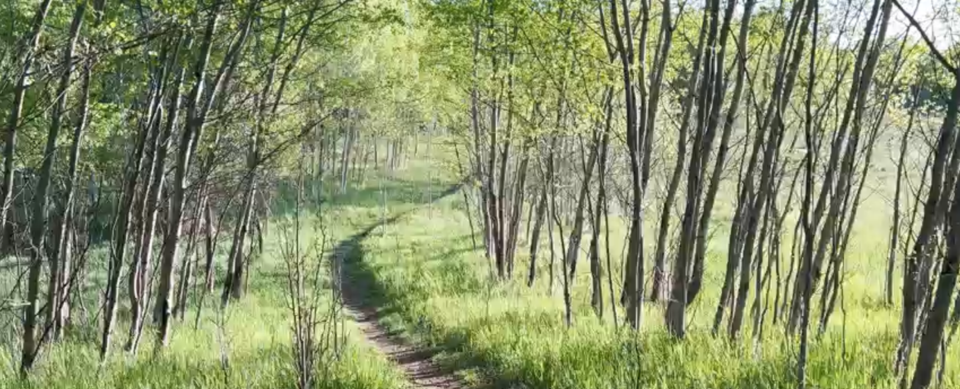 private forest bathing St Albert Edmonton