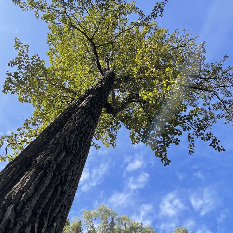 single tree w blue sky forest bathing mindfulness walk