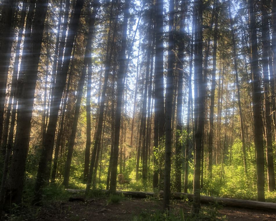 forest bathing shinrin yoku St Albert