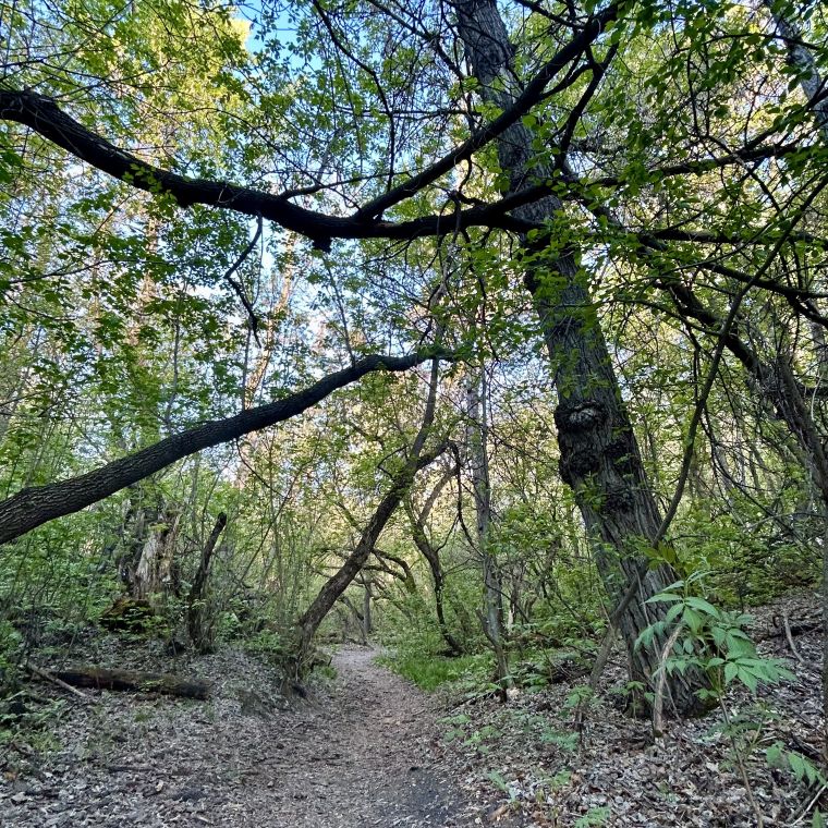 forest bathing St Albert Edmonton